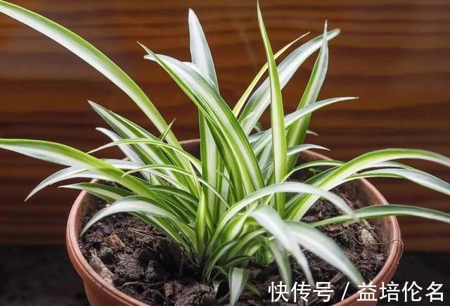 金边吊兰|吊兰放在家中哪个位置摆放在“3个地方”，一天一个样，长爆盆