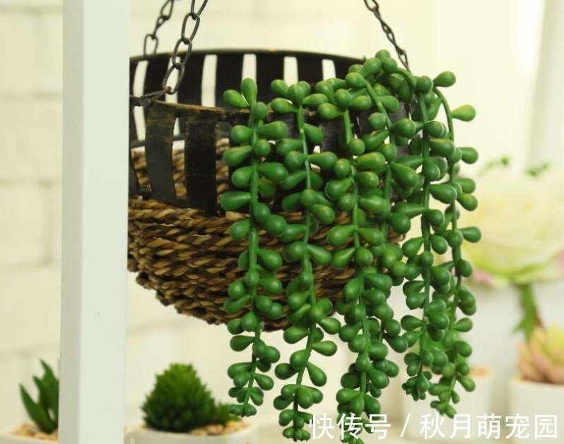 细数木炭养花,至少有4大好处,养啥旺啥