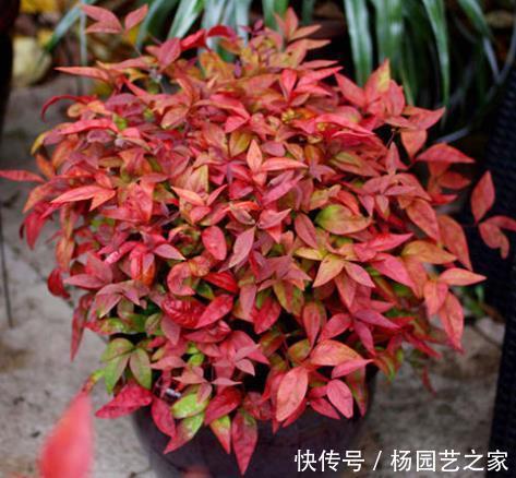 寒冷|寒冷的冬天阳台“冷清”，养5种花，叶子比花美，不开花也漂亮