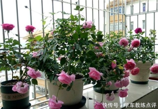 月季蚜虫难消除，喷一种“液体”，蚜虫隔天就“嗝屁”，简单实用！