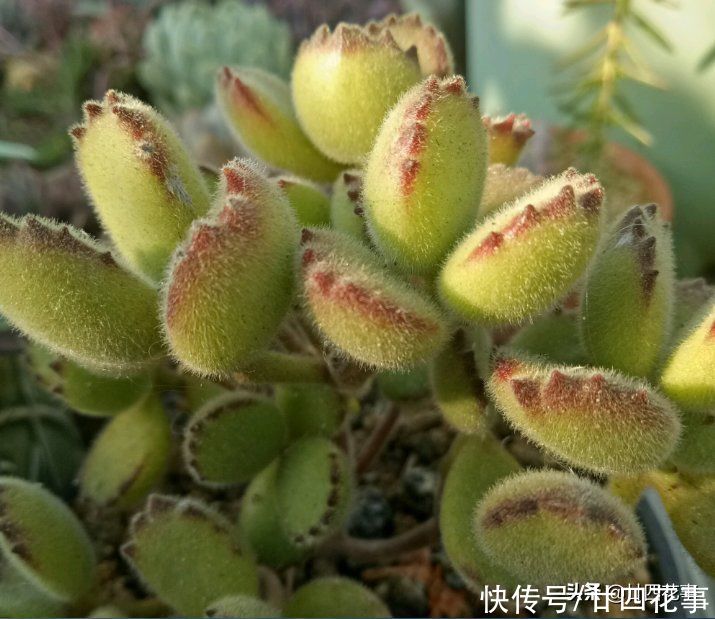 多肉熊童子长得慢？别误解它，春天做好5件事，小熊蹭蹭变大熊