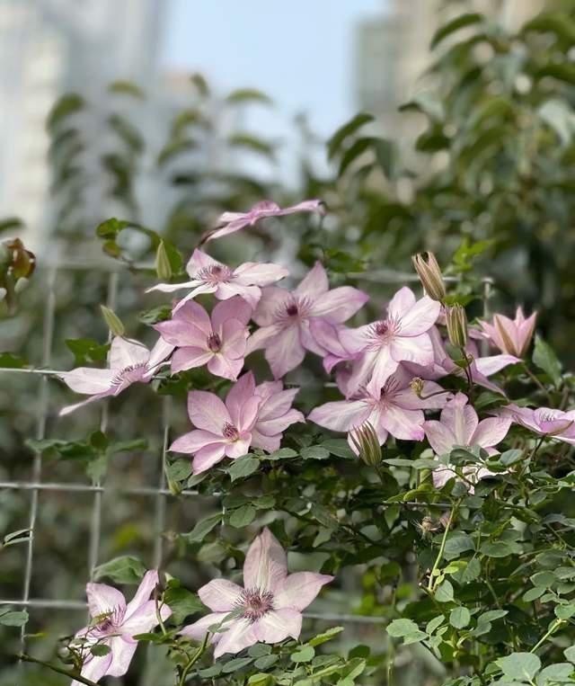 花草|养花时最爱“犯的5个错”，养一盆死一盆，全做过的请举手！