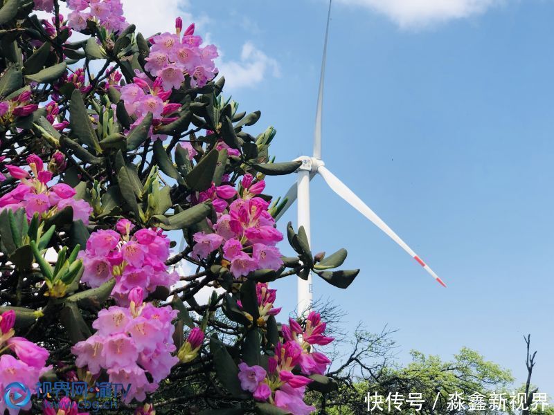 好去处|五一好去处 到武隆赵云山欣赏杜鹃花海