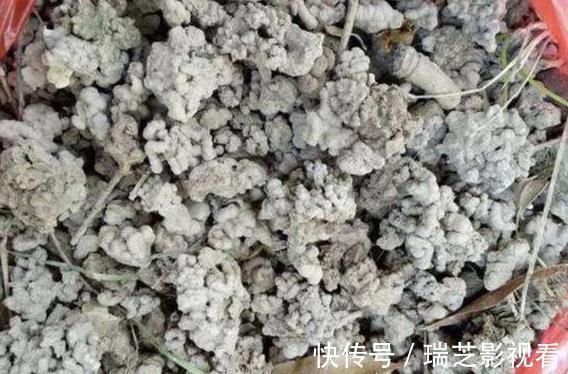 自制|居家自制肥:别光盯着淘米水了,用它们做花肥,营养价值更高