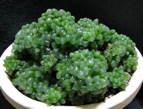 多肉植物|3种漂亮多肉,耐热又耐晒,夏天长得更好看,姿态各异惹人爱