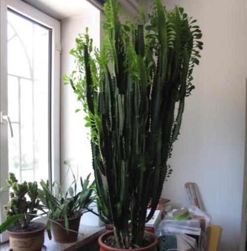 植株|养龙骨花,掌握这几个技巧,植株长得又粗又高,极具观赏价值