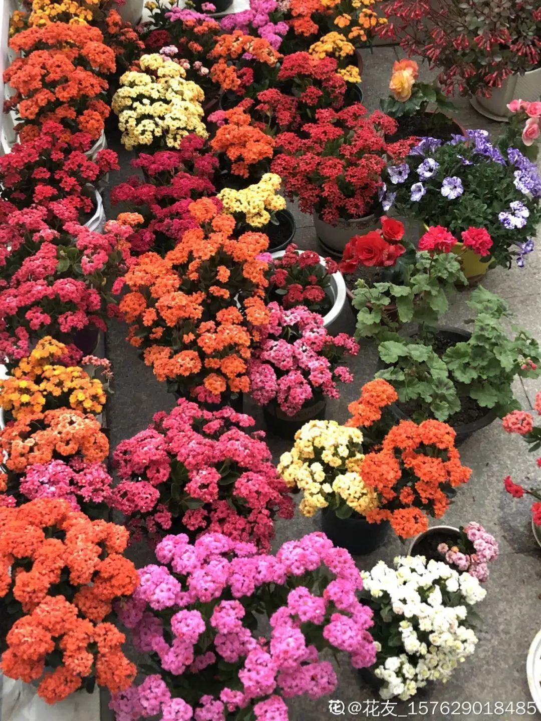 再穷也要养长寿花，寓意好、开花美，养人又养家！