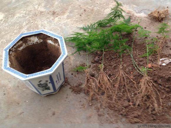 扦插|不用扦插,养花1盆变10盆,把根一掰,成活率翻倍!