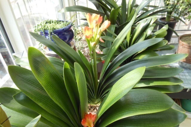 炒土豆丝|张大爷养花,一年四季用“2种水”浇花,土壤疏松肥沃、养啥都旺