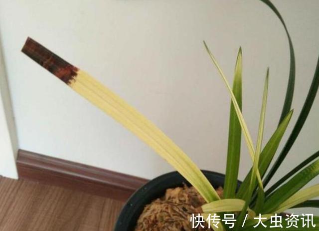 兰花|兰花总“焦尖”怎么办？通过“2点”分析，找到原因才能叶子油绿