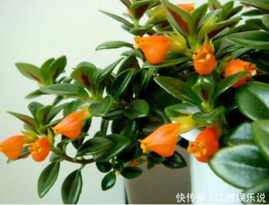 金鱼吊兰|吊兰也能“开红花”,养一盆“嗖嗖”冒花苞,比绿萝漂亮!