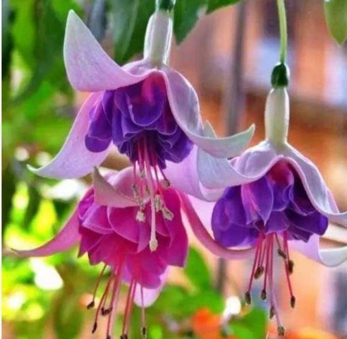 皮肤瘙痒|此款花卉，好养易爆盆，春夏开花，花开十分美丽