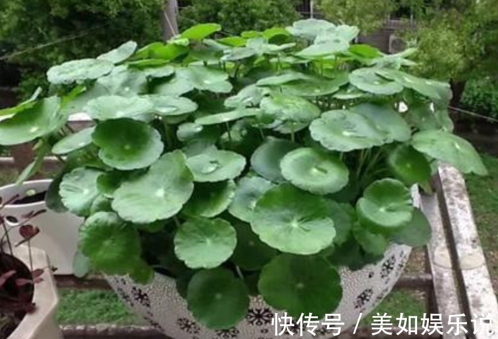 铜钱草|天热了,3种花进入旺季,补足水肥,很快长爆盆