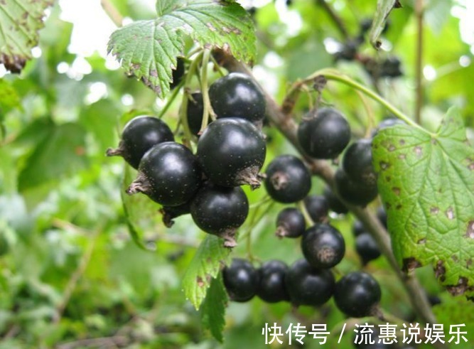 补血|九月来临,女人不妨常食此果,每天几颗,补血养血,气色更红润