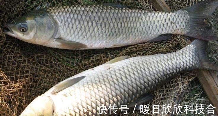 杂食性|想要配出的饵料诱鱼好，先要搞明白什么叫鱼的食性