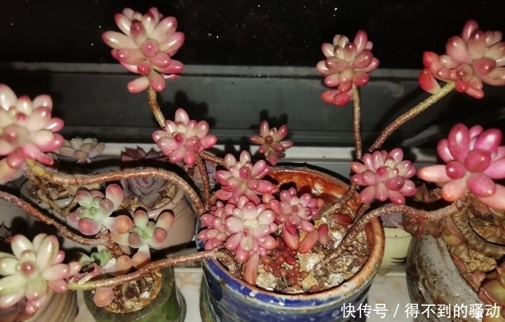 养多肉的心情说不清,都在照片里了