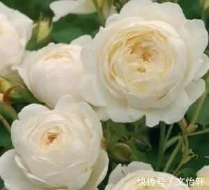 品种|100个月季品种，千姿百态，每个都很漂亮，图名并茂，值得收藏