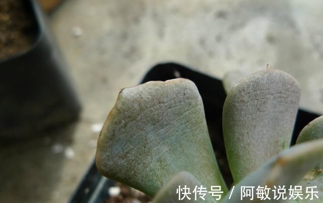 多肉|新手浇水切莫急,教你怎么判断浇水时间,也能养出美貌的萌多肉