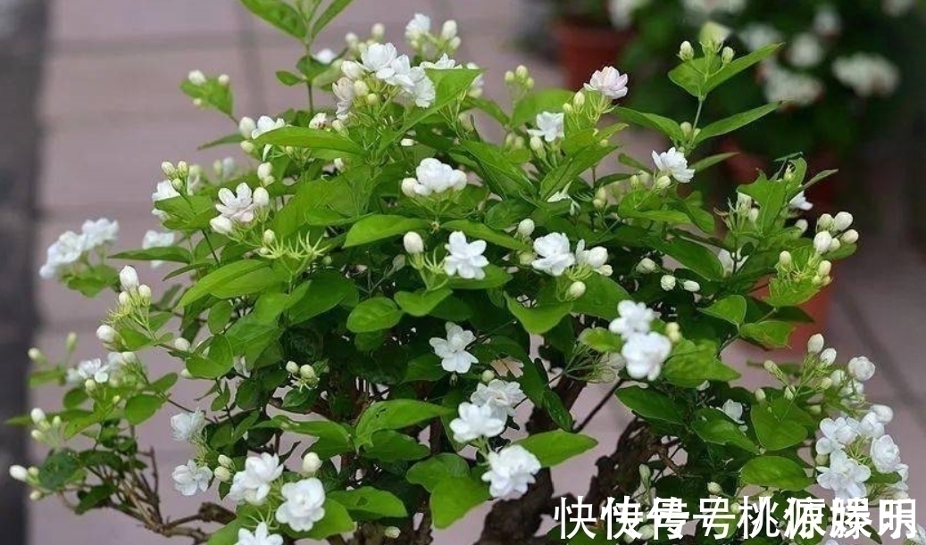 好养的花卉就是茉莉花,但是想要夏季开不停,要做好四喜一勤