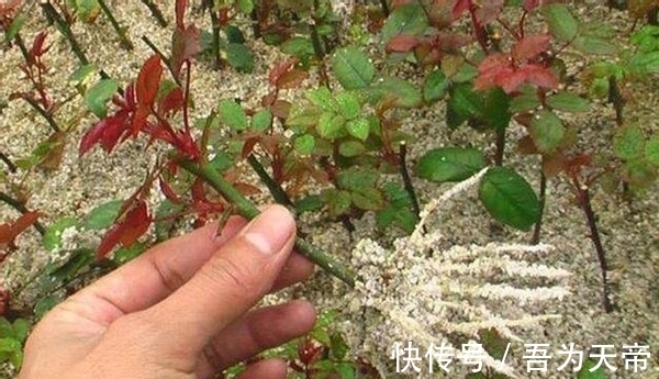 怎么提升扦插育苗的成功率?关键点全藏在这7步操作里