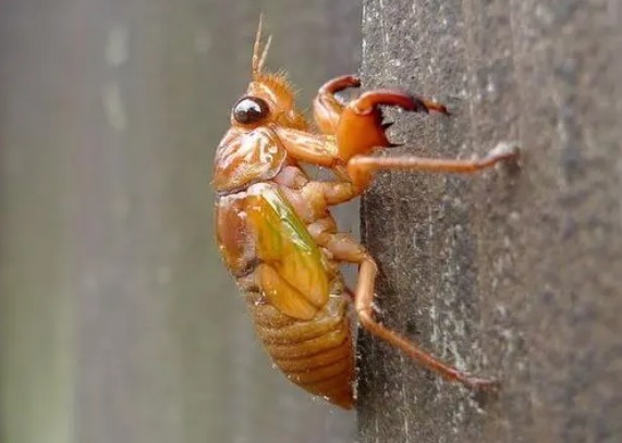 知了|夏天吃知了猴，记住“3种能吃2种不吃”，吃对才健康，不懂快看看