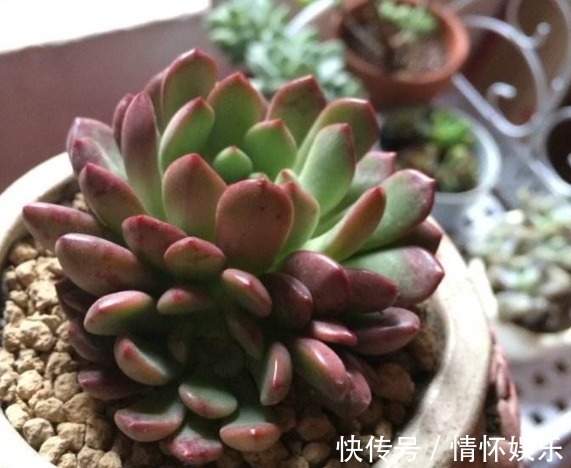 养“红宝石”时，叶片总带“绿色”，教你用几招，不久变得红彤彤