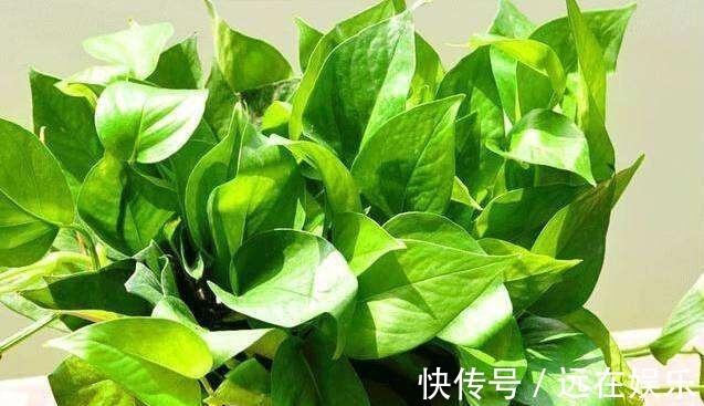 三层楼|用这“3种水”浇绿萝,就相当于施肥了,叶片油绿,挂满三层楼