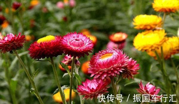 牡丹吊兰|喜欢菊花，不如养盆优良名菊“蜡菊”，美轮美奂，爆成菊花海！