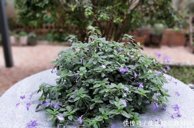 想省心就养这些花,没有病虫害,就爱开花!想省心就养这些花,没有病虫害,就爱开花!