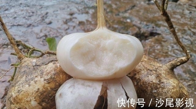雪莲果|冬天别总吃大鱼大肉,多给家人吃“地下8宝”,补足营养过寒冬
