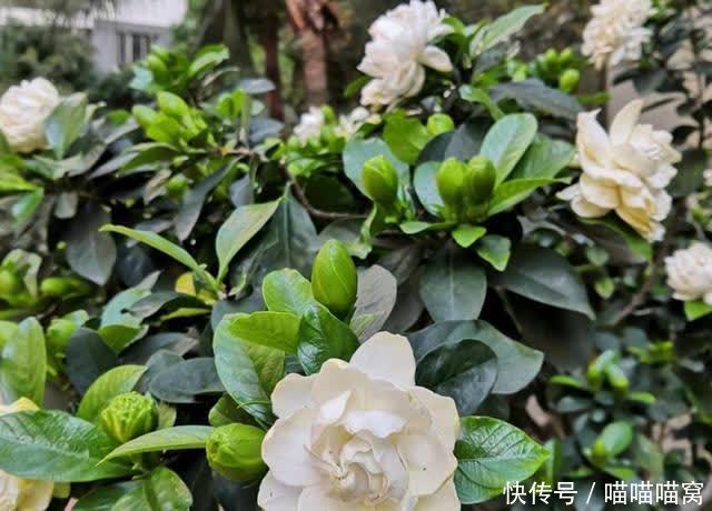 栀子花养护难度大?教你三个养殖方法,栀子花也会变得好养