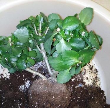 长寿花换土,切记避开“生死季”,换个时间段,沾土就生根