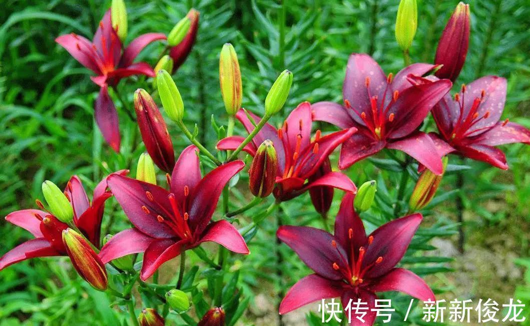 正确栽种管理百合花,能够让其爆花复花,你学会了吗