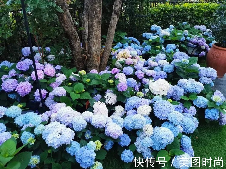 下午茶|一楼430㎡大院子,用1年半建成花园,网友:你这是建了个公园吧?