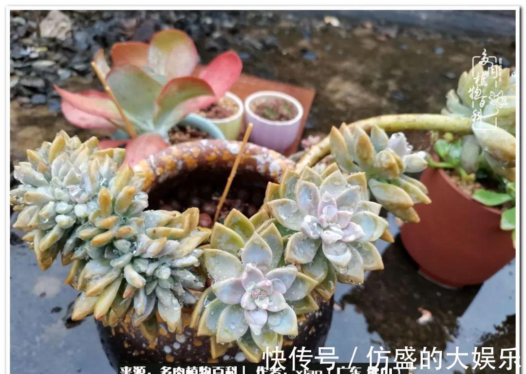 阳台上|养多肉,慢慢来,我们一起沉淀再绽放!