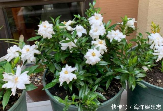 花卉|养花别光注意水、肥、光了，多小心2点，选对花盆事半功倍