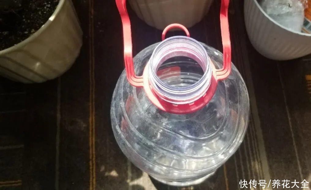 给花浇水掺点白醋,植物根比萝卜还粗,健壮不黄叶