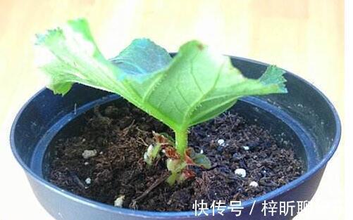 光照|养丽格海棠，这4个“养护细节”别忽略，花苞多，一年四季开花！