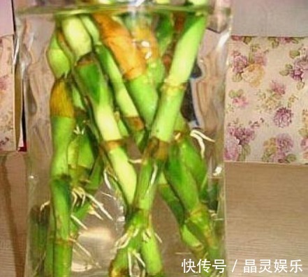 阿司匹林|什么黄豆水、淘米水都不如“它”,10天浇一次,叶绿、花旺