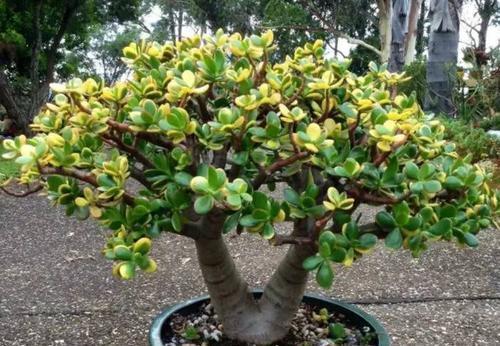 要想玉树春季美,教你几个小妙招,赶快来了解一下