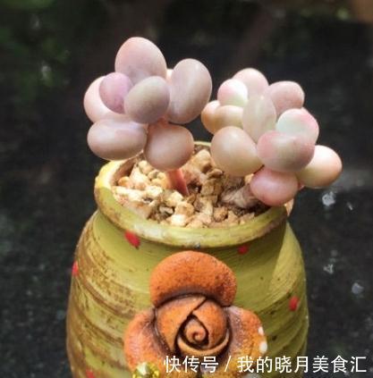 为什么你的多肉桃蛋总也养不圆,原来还有这些你忽略掉的原因