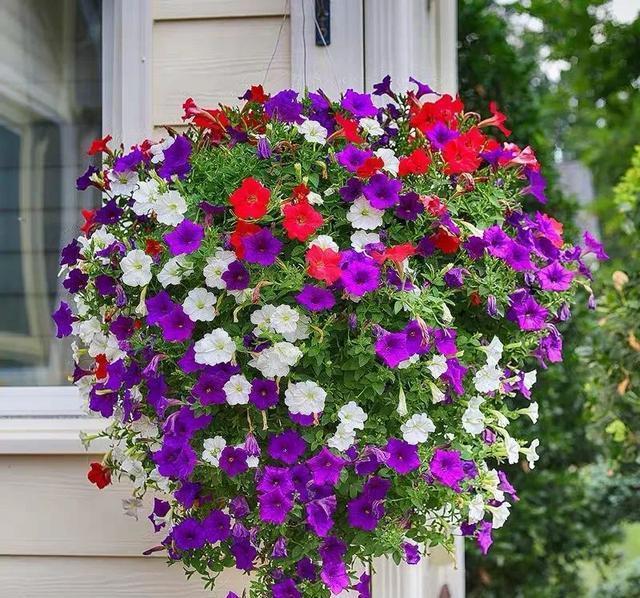 6种便宜花,好养又容易爆盆,春天养几盆,开花多到爆,漂亮极了