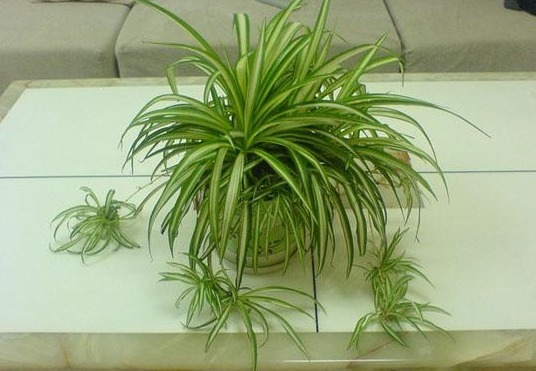 春天吊兰需要这么养护,根比萝卜还粗,叶片油得发亮