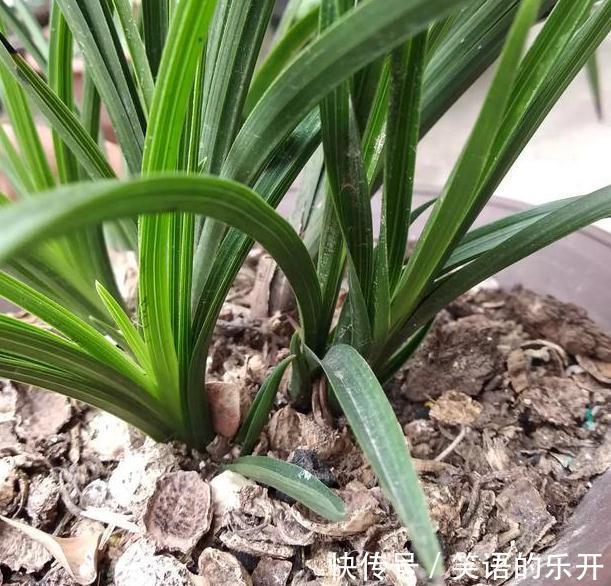 煮熟的花生壳或者烘烤的花生壳需不需要重新发酵吗?因为什么呢?