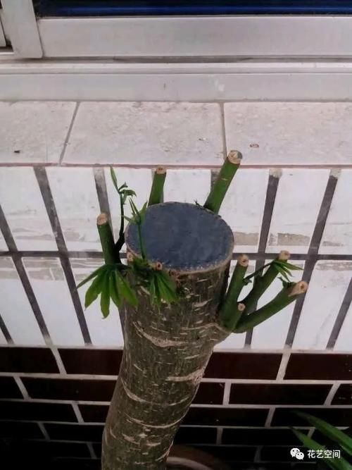 养花全靠“捡”，出门遇见这些东西捡回家，都是养花的宝贝！