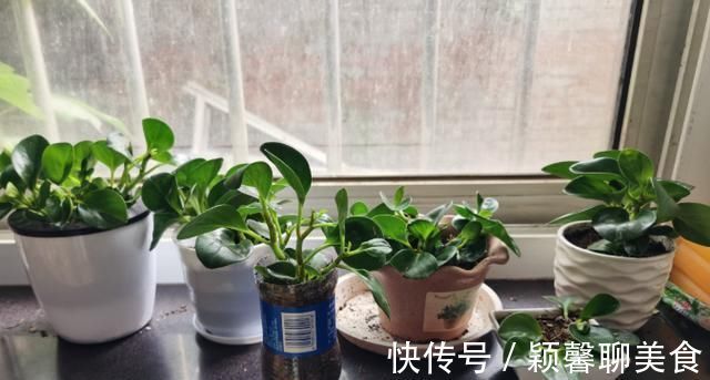 家里有6种花，赶紧擦点啤酒，保管长得绿油油，效果比施肥还好
