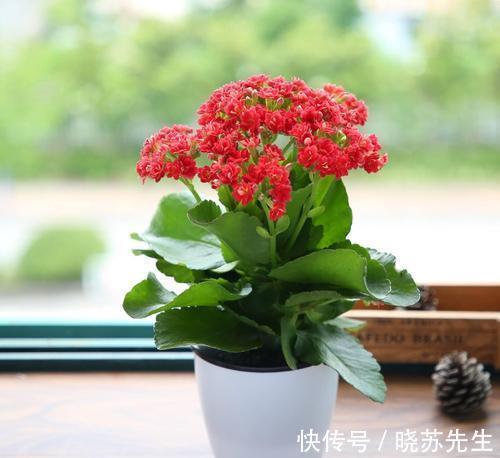 养长寿花这样养护,一年开多次花,花开爆盆