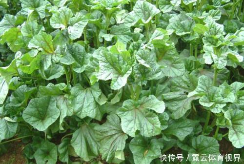 它是“蔬菜之王”，价值高，用处多！你见过吗？