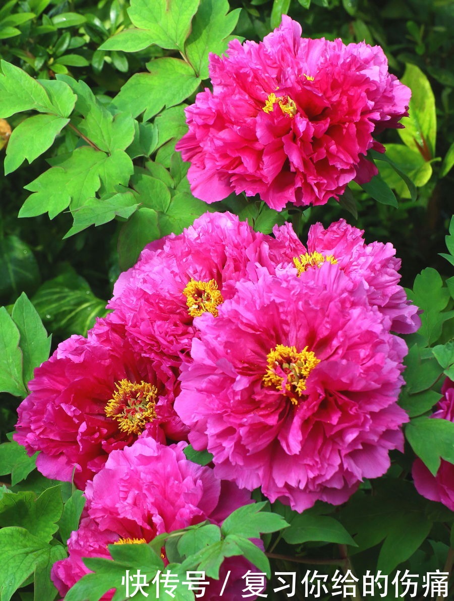 牡丹花|喜欢养护花卉,就选择3种花卉,花色绚丽,花朵端庄,妖娆美丽