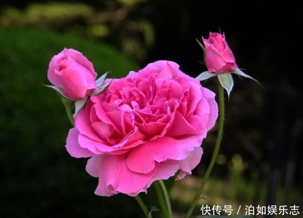 大色|养好月季花最重要的两点，掌握好后，花大色艳邻居羡慕极了